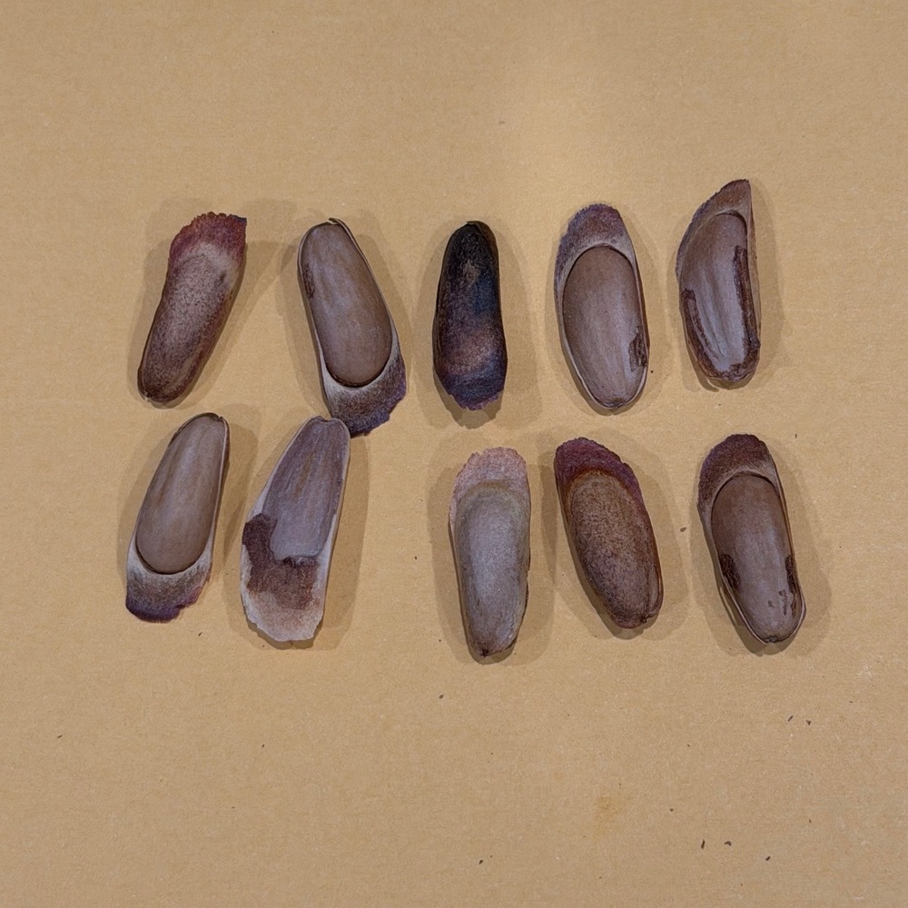 Pinus sabiniana (California Foothill Pine, Digger Pine). 10 Tree Seeds